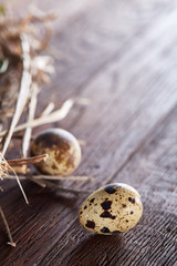 Willow nest with quail eggs on the dark wooden background, top view, close-up, selective focus