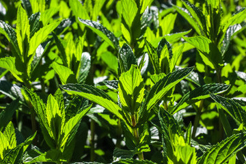 Green Mint Plant Grow background.