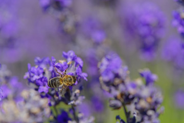 Blossoming lavender, bees are observed in the flowers trying to drink the nectar to carry the honeycomb