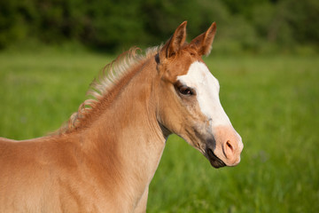 Obraz na płótnie Canvas Portrait of nice american quarter horse