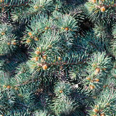 Naklejka na ściany i meble fluffy fir-tree branch background close up. nature