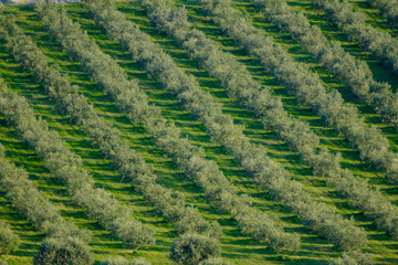 Vue aérienne sur la plantation des oliviers.