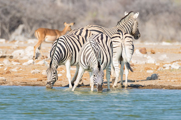 Fototapeta na wymiar Herd of Zebras drinking from waterhole in the bush. Wildlife Safari in the Etosha National Park, travel destination in Namibia