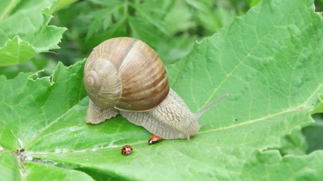 The snail and ladybug are sitting on a large green leaf