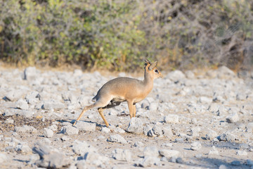 Dik-Dik Madoqua antelopes in the bush at Kruger National Park, travel destination in South Africa.