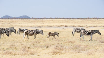 Fototapeta na wymiar Zebras grazing in the bush, african savannah. Wildlife Safari, Etosha National Park, wildlife reserves, Namibia, Africa.