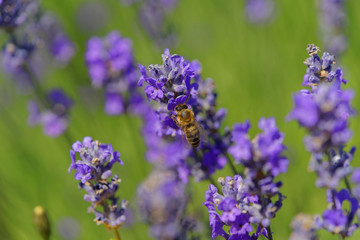 Blossoming lavender, bees are observed in the flowers trying to drink the nectar to carry the honeycomb
