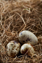 Naklejka na ściany i meble Conceptual still-life with quail eggs in hay nest, close up, selective focus