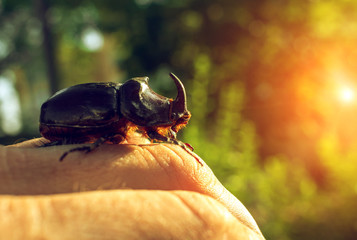 giant beetle beetle, an unusual insect beetle with a horn at sunset.