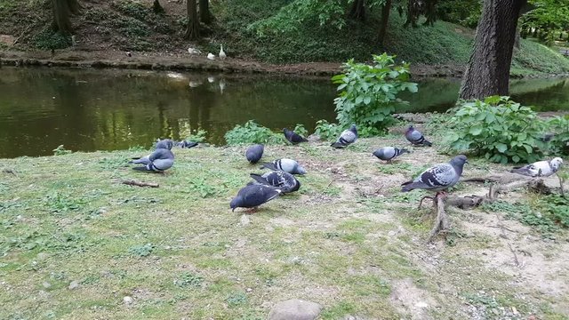 pigeons in the park
