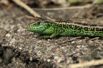 Sand lizard on garden wall in Berschis