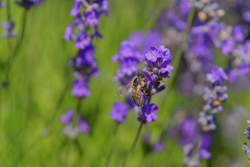 Blossoming lavender, bees are observed in the flowers trying to drink the nectar to carry the honeycomb