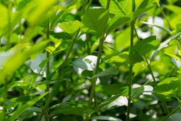 Plant wall. Green leaf background
