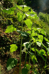 Sunflower plants shooting in herbaceous border
