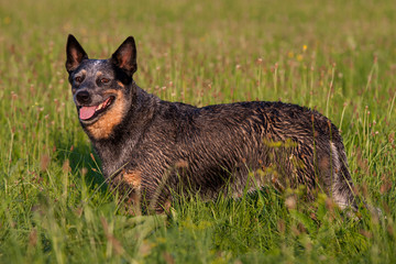 Portrait of nice australian cattle dog