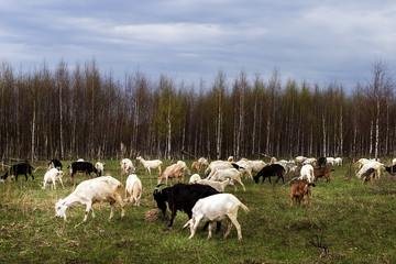 Fototapeta premium a herd of goats pops into the field