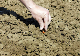onion planting in early spring. Hands plant a young onion