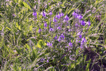 medicinal herbs thyme. drink with poor digestion, swelling in the intestines,