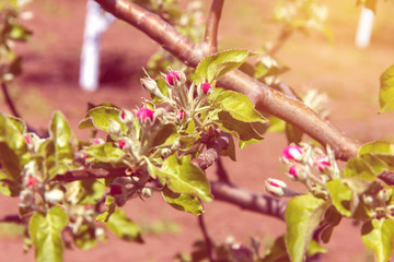 blossoming apple-tree, the color of the apple tree in the early spring