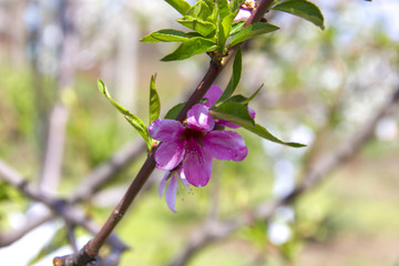 blossoming peach, the color of the peach tree in the early spring