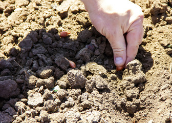 onion planting in early spring. Hands plant a young onion