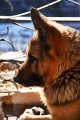 German shepherd dog portrait