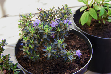   transplantation of indoor plants and fertilizer