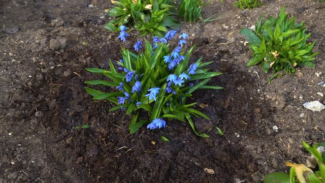 The gardener is watering the scilla flower on the garden bed.