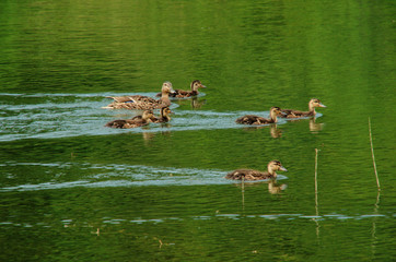 Mallard family outing, duck and chicks, Walenstadt