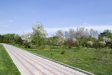Park with a long road along the trees.