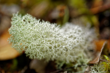 Mosses and lichens in vegetation