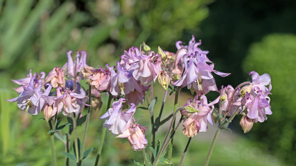 Akelei, Aquilegia