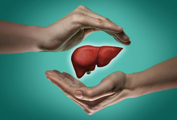 A human liver between two palms of a woman on  blue and green background. The concept of a healthy...