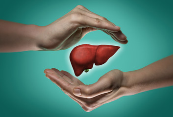 A human liver between two palms of a woman on  blue and green background. The concept of a healthy liver.