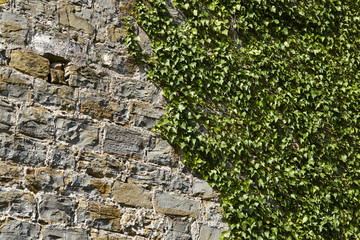 stone wall with plants