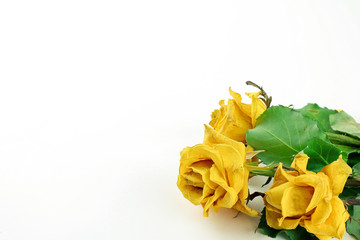 Bouquet of beautiful dried yellow roses isolate on white background, dried rose flower head. Flowers composition.