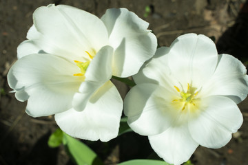 white tulips in spring, close-up