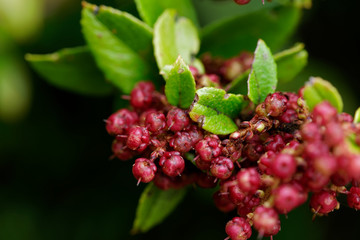 Close up of the wild fruits that grow in southern Chile