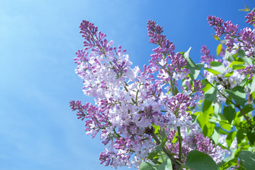 Lilac flowers against the blue sky on a bright sunny day.