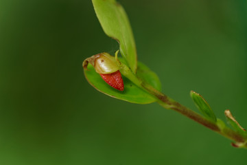 Close up of a small red leaf growing in the pristine nature of southern Chile