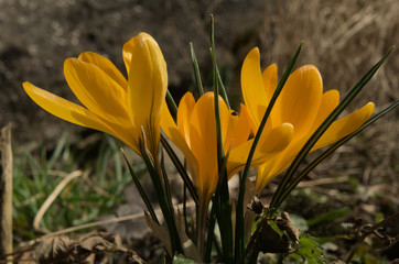 Spring bulbs; yellow crocus in Swiss garden