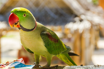 Close up on green parrot in Koh Phangan, Thailand