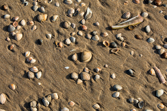 Little sea shells and stones on sand