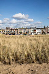 Fototapeta premium Grasses in a Sand Dune under a clear blue sky at Katwijk aan Zee, Holland