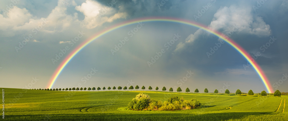 Canvas Prints rainbow over the spring field