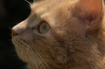 Adorable; portrait of ginger tomcat