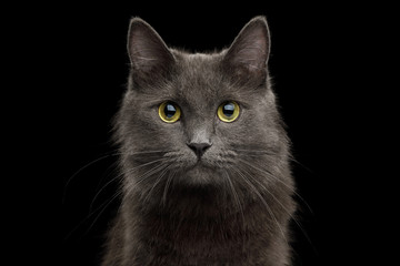 Fototapeta na wymiar Cute Portrait of Grey Mixed-breed Cat on Isolated Black Background