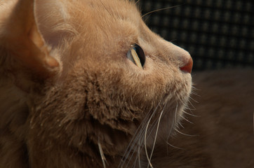 Adorable; portrait of ginger tomcat