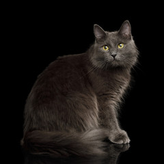 Adorable Grey Mixed-breed Cat with Yellow eyes Sitting and Looks cute on Isolated Black Background