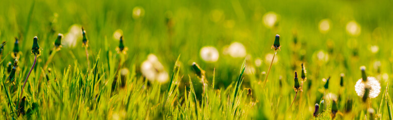 dandelions on a spring meadow